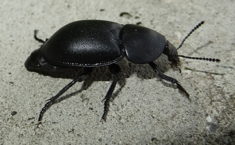 Ablattaria laevigata - Silphidae